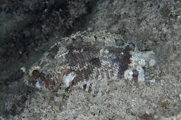 False scorpionfish