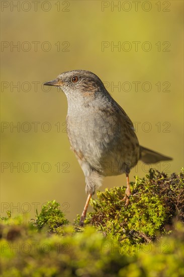 Dunnock