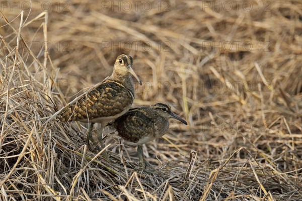 Greater Painted-snipe