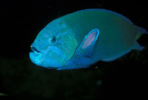 Moon Wrasse