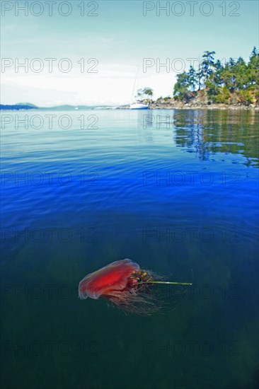 Lion's Mane Jellyfish