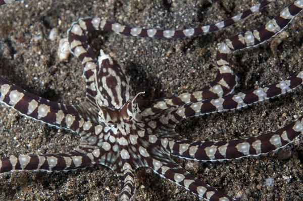 Mimic Octopus