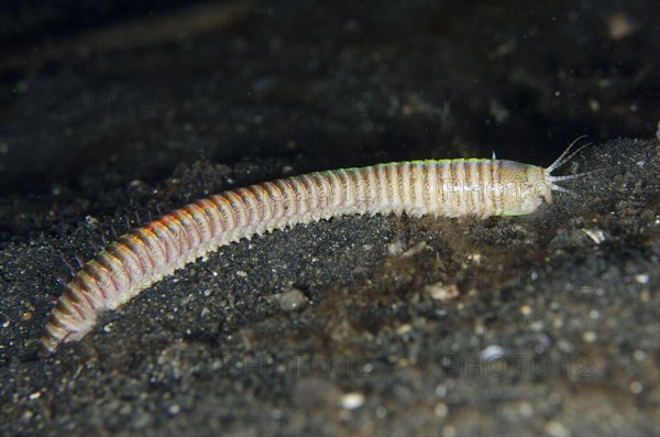 Bobbit worm