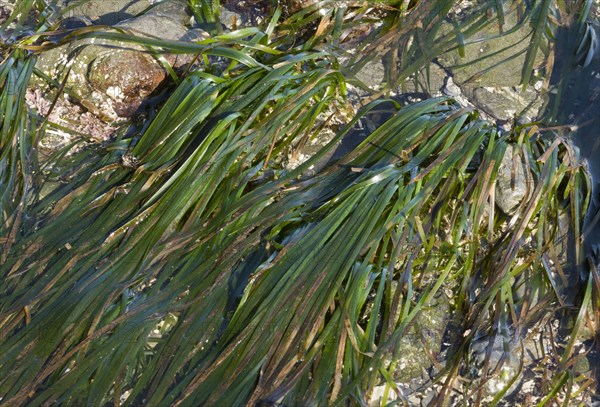 Eelgrass