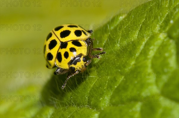 22-spot ladybird