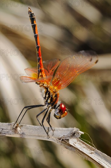 Red-veined Dropwing