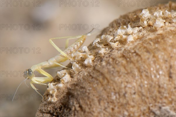 European Praying Mantis