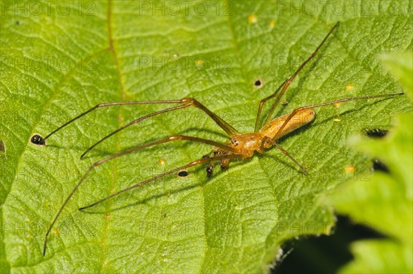 Common Stretch Spider