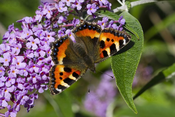 Small small tortoiseshell