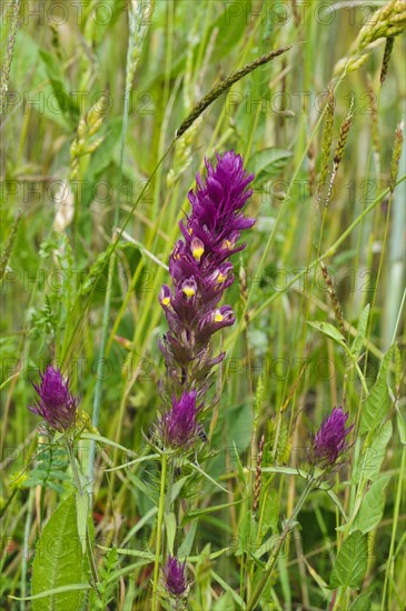 Field Cow-wheat