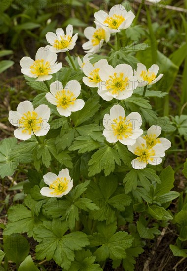 White Globeflower