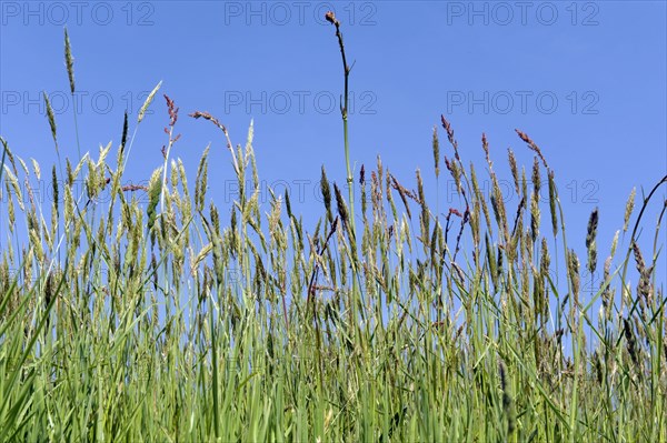 Sweet vernal grass