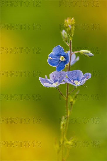 Germander Speedwell