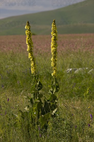 Felt mullein