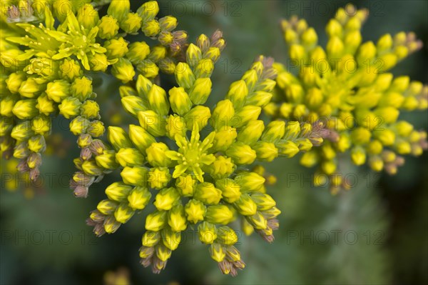 (Sedum reflexum) 'Blue Cushion' a rockery plant with yellow flowers and flowerbuds