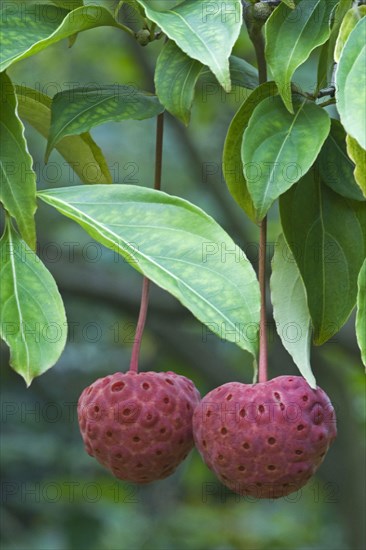 Cultivated dogwood