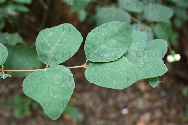 Common Snowberry