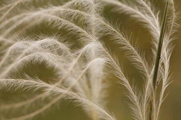 European feather grass