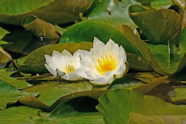 White Waterlily