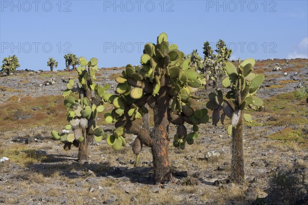 Giant prickly pear cactus