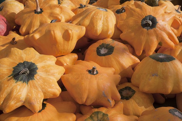 Garden pumpkin