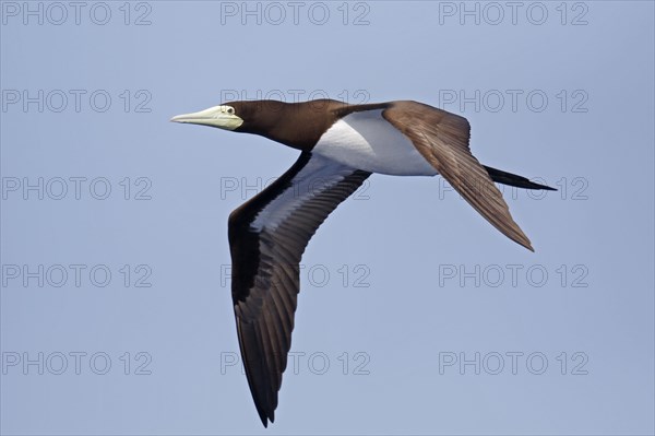 Brown booby