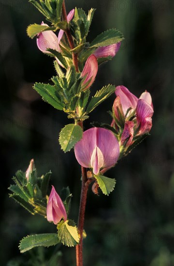 Spiny restharrow