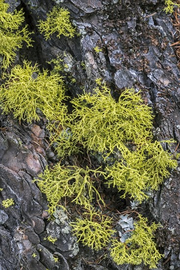 Reindeer lichen