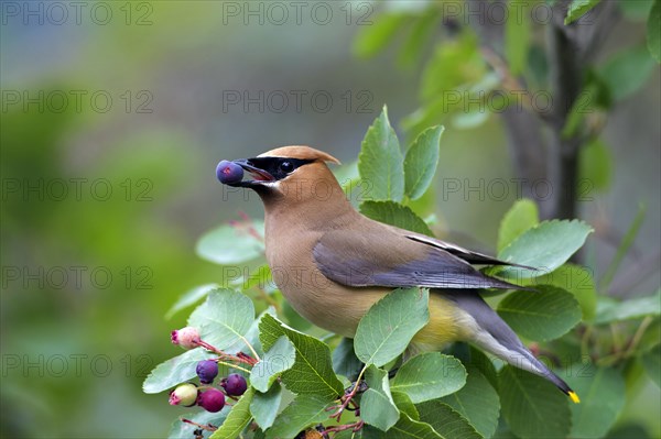 Cedar waxwings