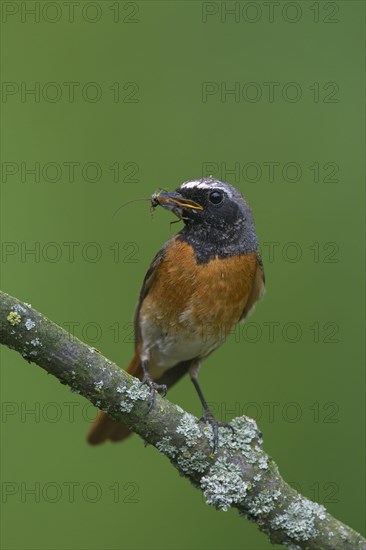 Common redstart