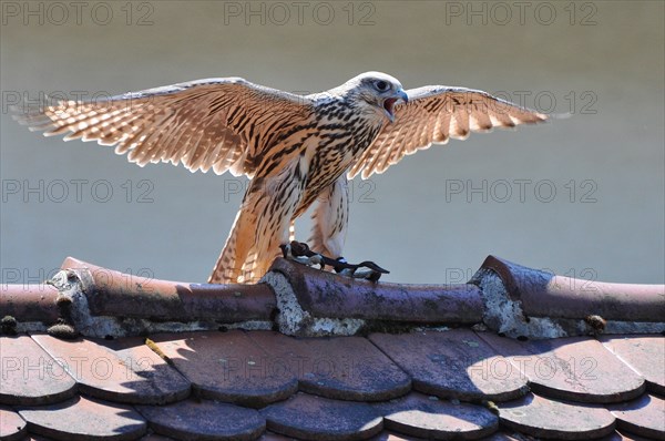 Saker Falcon