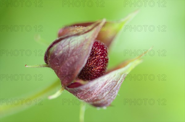 (Potentilla palustris)