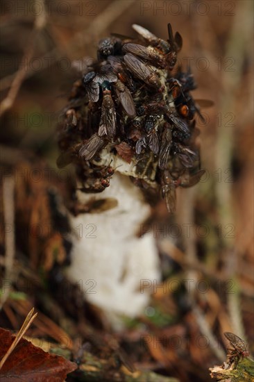 Common Stinkhorn