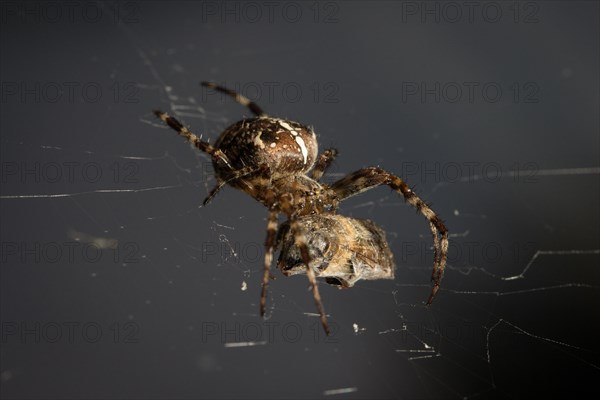 European garden spider