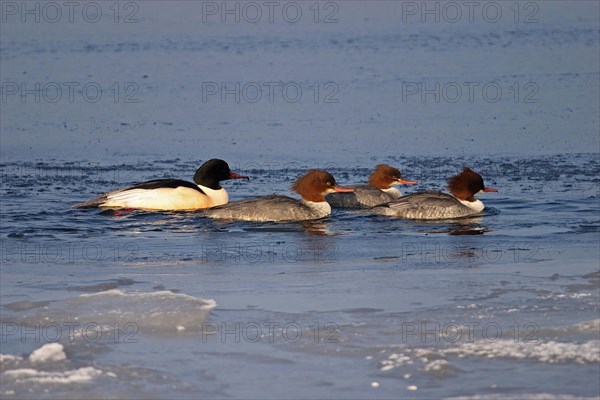 Goosander