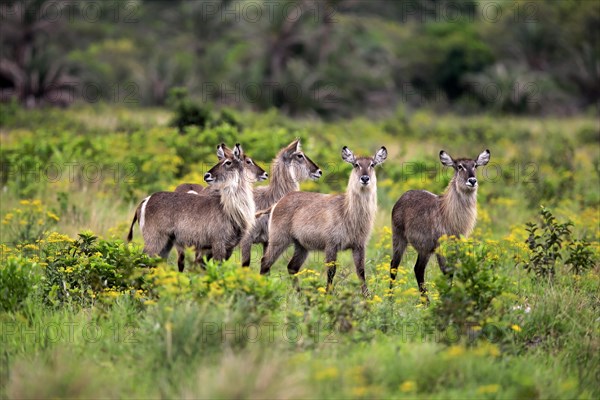 Common ellipsen waterbuck