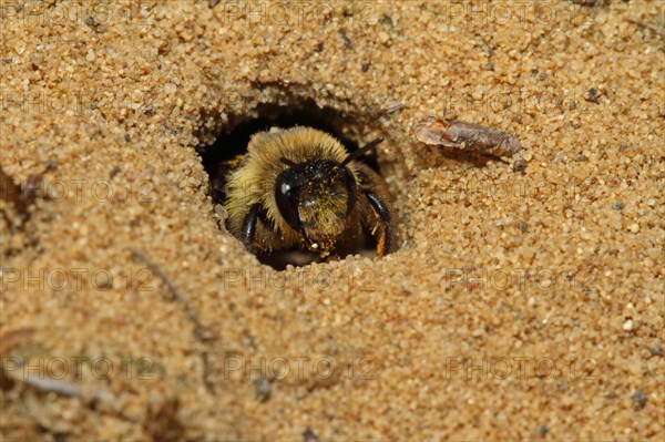 Trouser bee