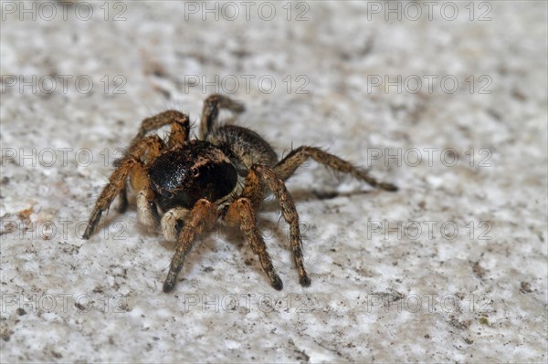 Jumping spider