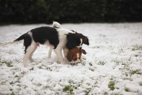 Cavalier King Charles Spaniel