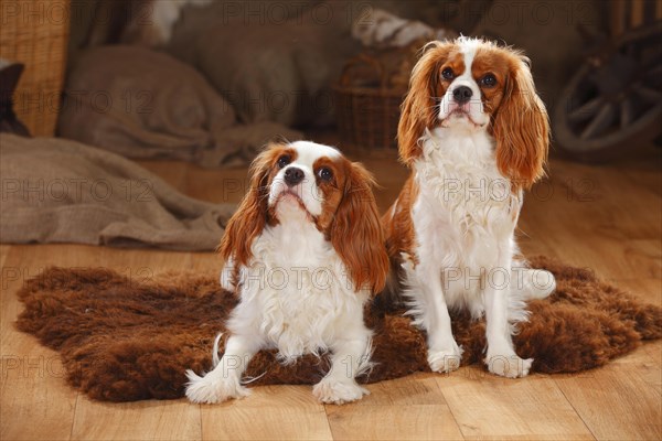 Cavalier King Charles Spaniel