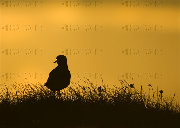 European golden plover