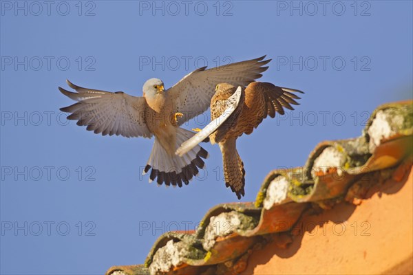 Lesser lesser Common Kestrel