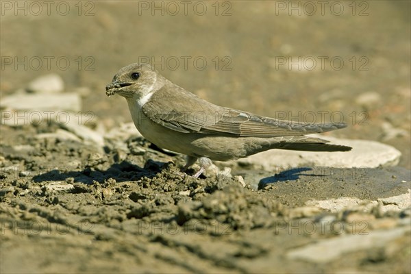 Eurasian crag martin