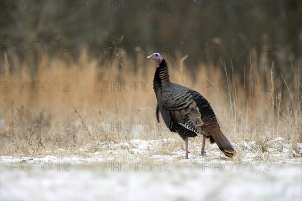 Wild Turkey