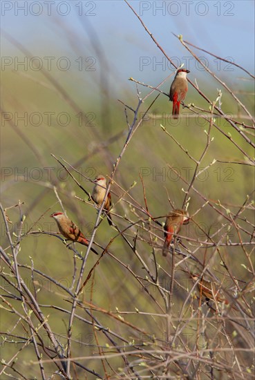 Crimson-rumped Waxbill