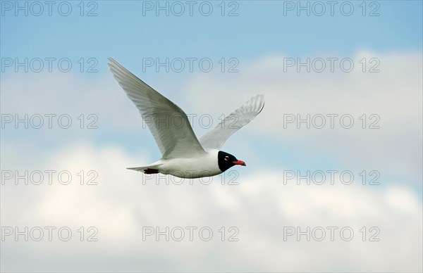 Mediterranean Gull