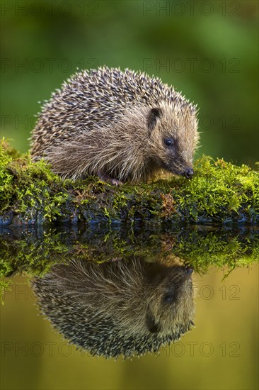 European Hedgehog