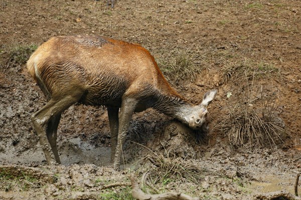 Red Deer