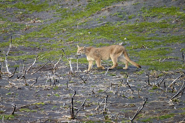 Puma