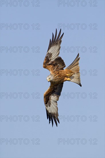 Red Kite